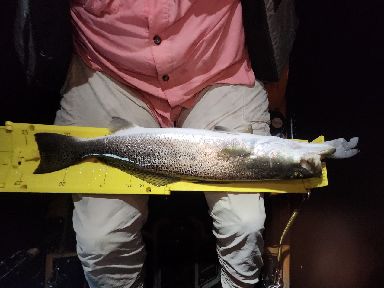 Kayak Tour 3 Continues 