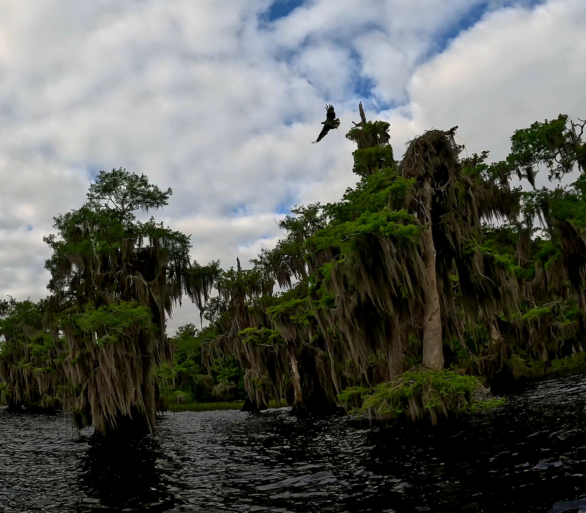 Pops’ Kayak Adventure – Blue Cypress Lake